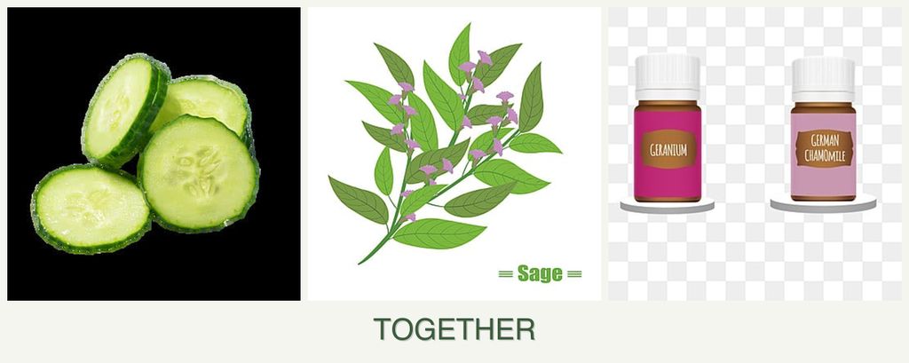 Can you plant cucumbers, sage and geraniums together?