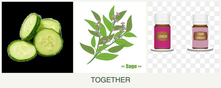 Can you plant cucumbers, sage and geraniums together?