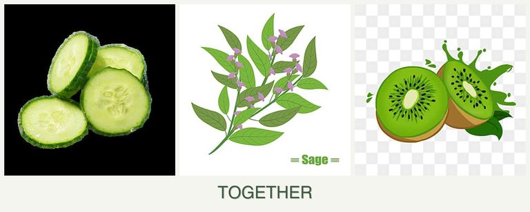 Can you plant cucumbers, sage and kiwi together?