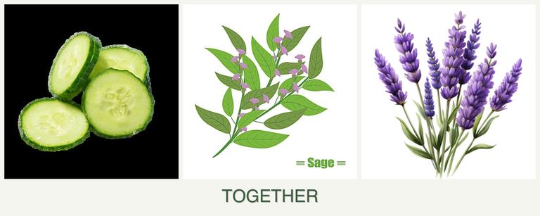 Can you plant cucumbers, sage and lavender together?