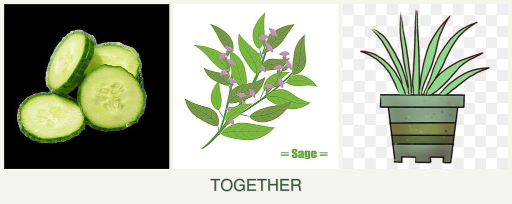 Can you plant cucumbers, sage and lemongrass together?