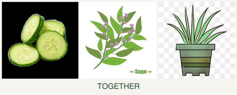 Can you plant cucumbers, sage and lemongrass together?