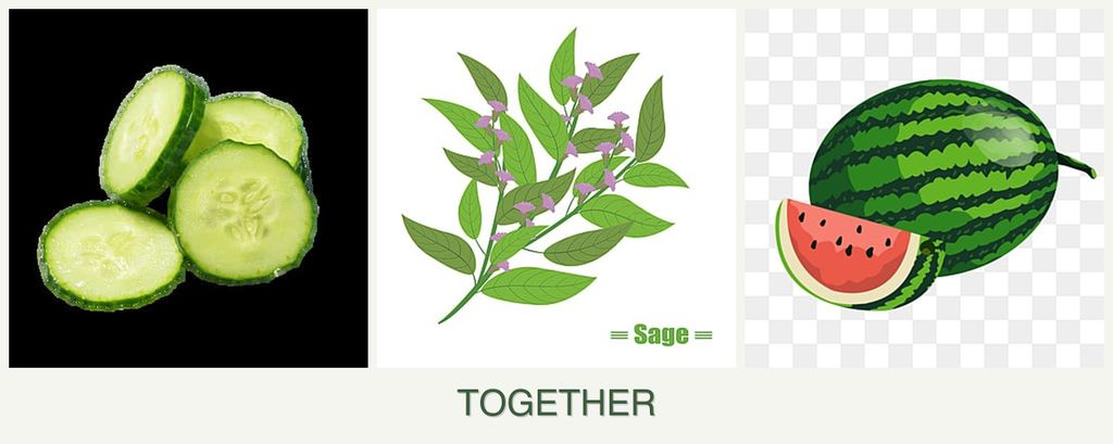 Can you plant cucumbers, sage and melons together?