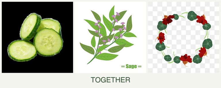 Can you plant cucumbers, sage and nasturtiums together?