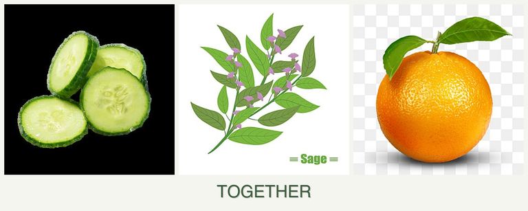 Can you plant cucumbers, sage and oranges together?