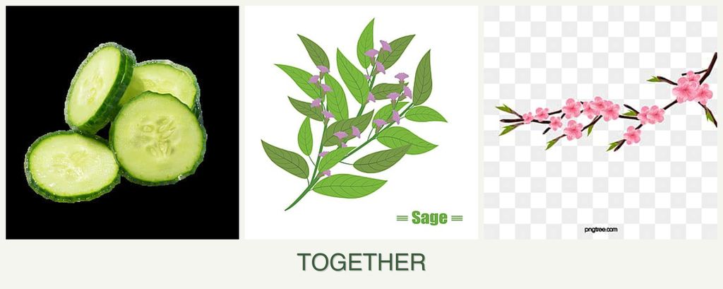 Can you plant cucumbers, sage and peaches together?