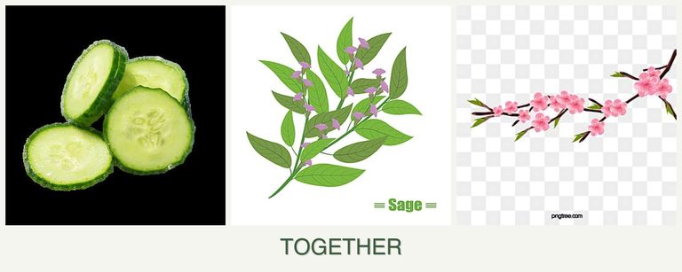 Can you plant cucumbers, sage and peaches together?