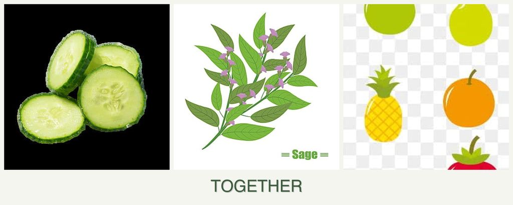 Can you plant cucumbers, sage and pears together?