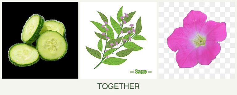 Can you plant cucumbers, sage and petunias together?