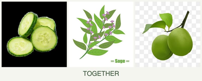 Can you plant cucumbers, sage and plums together?