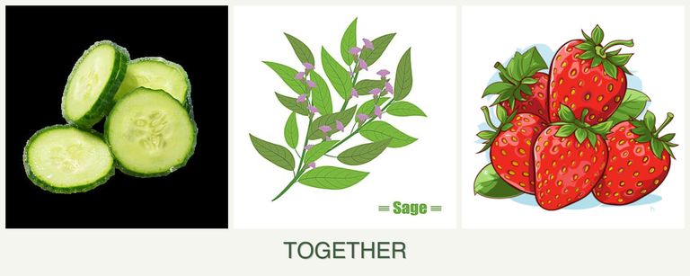 Can you plant cucumbers, sage and strawberries together?