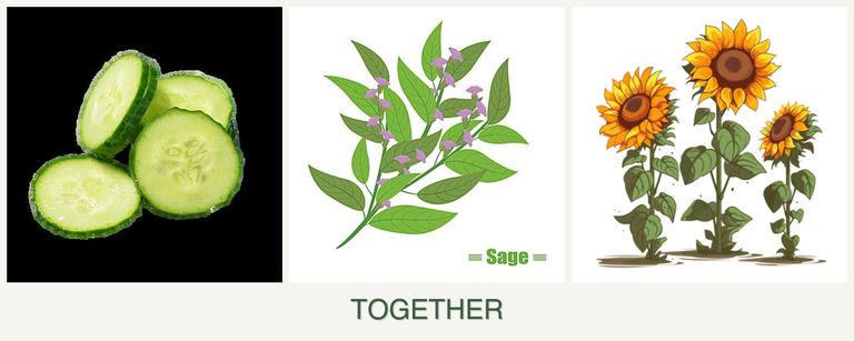 Can you plant cucumbers, sage and sunflowers together?