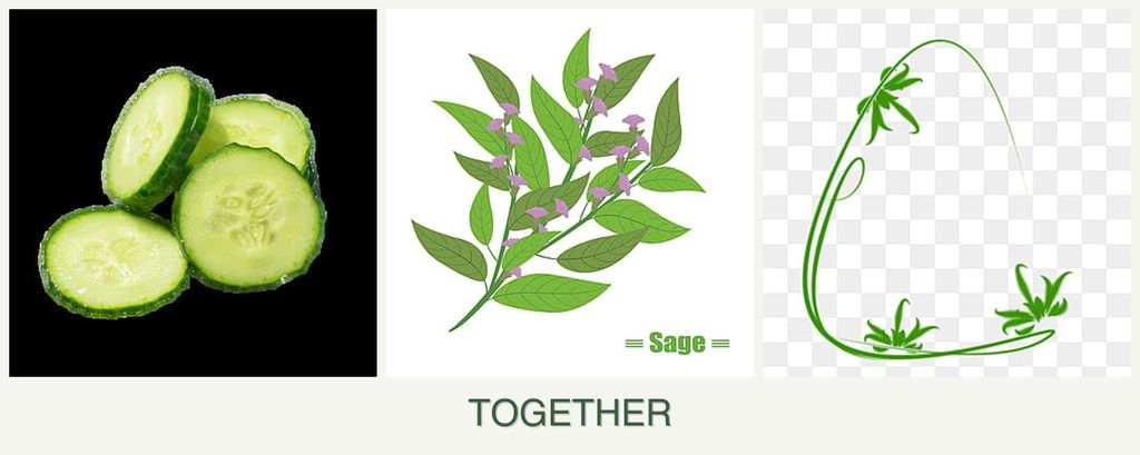 Can you plant cucumbers, sage and tarragon together?