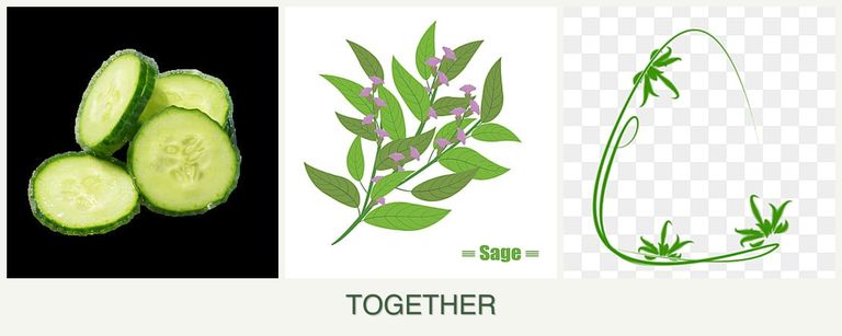 Can you plant cucumbers, sage and tarragon together?