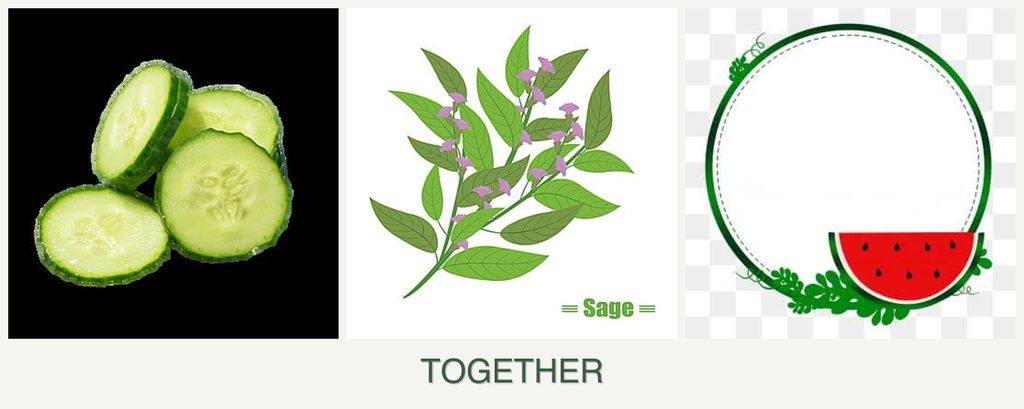 Can you plant cucumbers, sage and watermelons together?