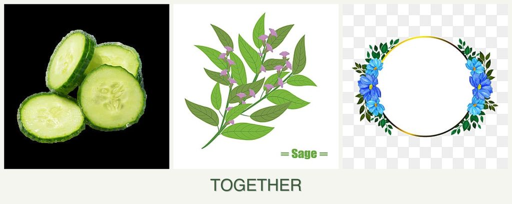 Can you plant cucumbers, sage and zinnias together?