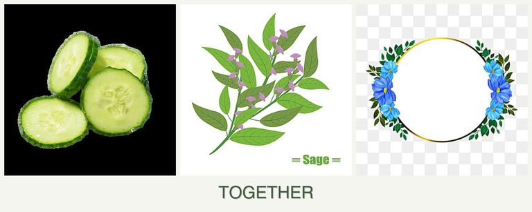 Can you plant cucumbers, sage and zinnias together?