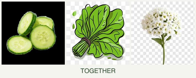 Can you plant cucumbers, spinach and alyssum together?