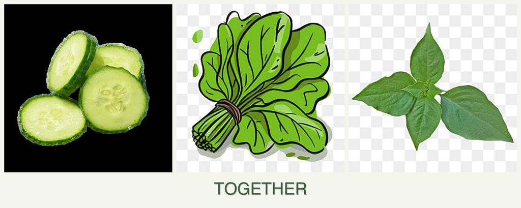 Can you plant cucumbers, spinach and basil together?
