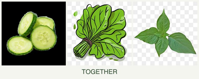Can you plant cucumbers, spinach and basil together?