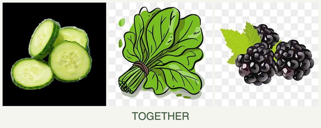 Can you plant cucumbers, spinach and blackberries together?