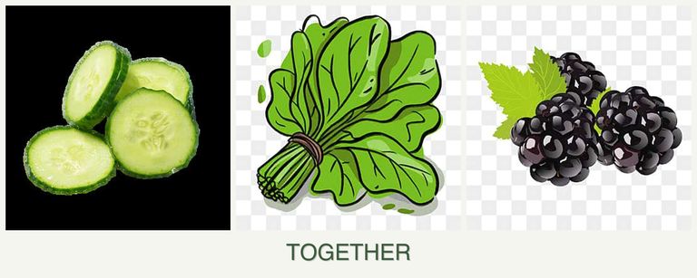 Can you plant cucumbers, spinach and blackberries together?