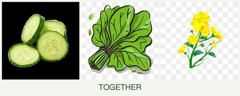 Can you plant cucumbers, spinach and calendula together?