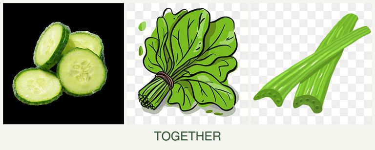 Can you plant cucumbers, spinach and celery together?