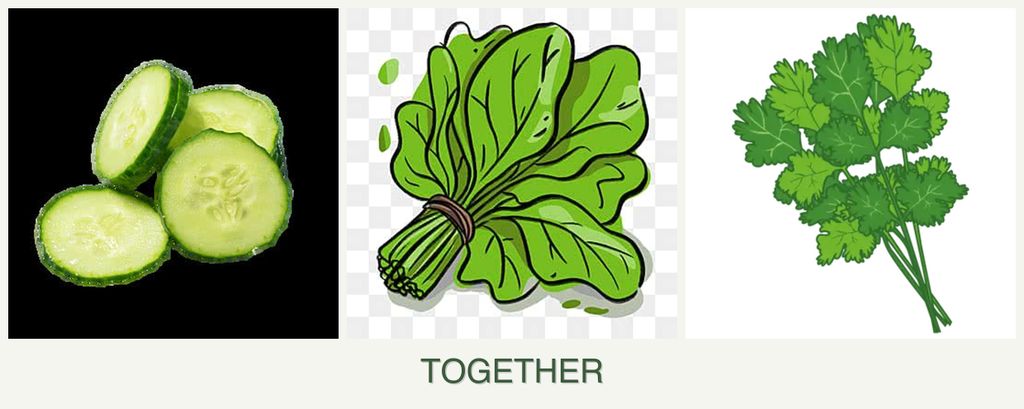 Can you plant cucumbers, spinach and cilantro together?