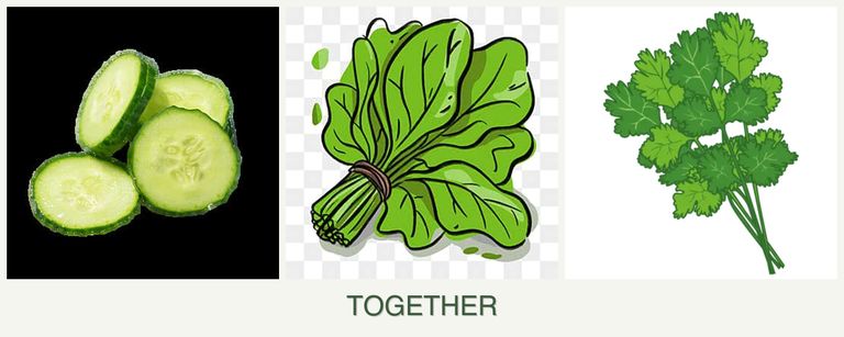 Can you plant cucumbers, spinach and cilantro together?