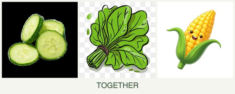 Can you plant cucumbers, spinach and corn together?