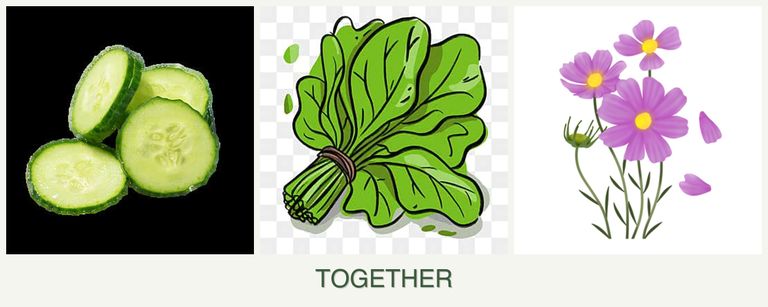 Can you plant cucumbers, spinach and cosmos together?