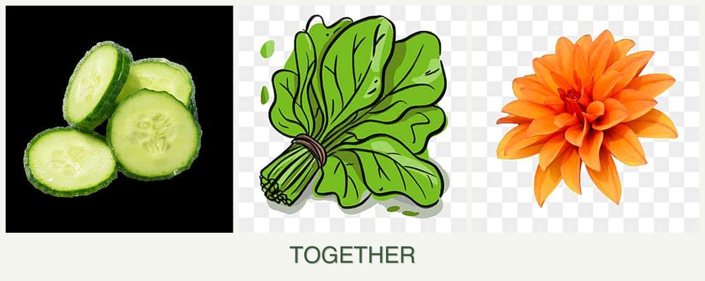 Can you plant cucumbers, spinach and dahlias together?