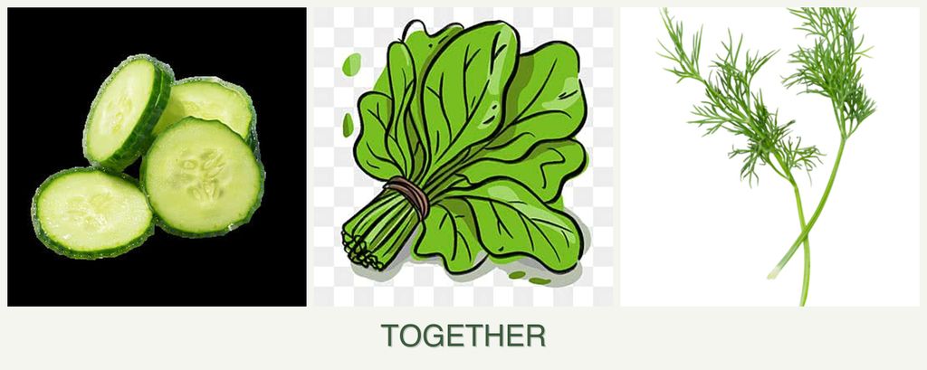 Can you plant cucumbers, spinach and dill together?
