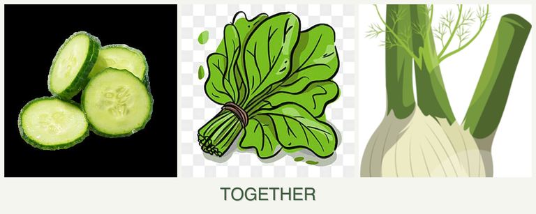 Can you plant cucumbers, spinach and fennel together?