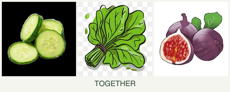 Can you plant cucumbers, spinach and figs together?