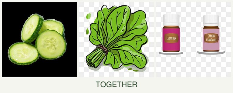 Can you plant cucumbers, spinach and geraniums together?