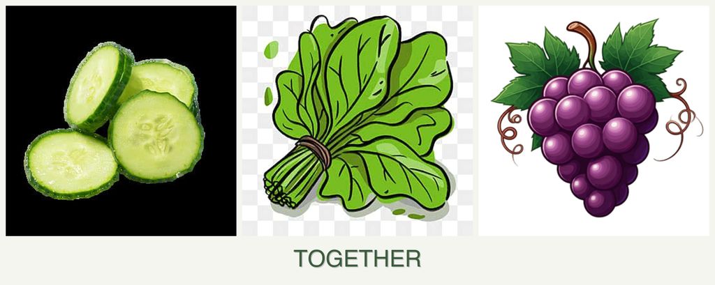 Can you plant cucumbers, spinach and grapes together?