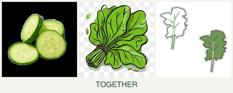 Can you plant cucumbers, spinach and kale together?