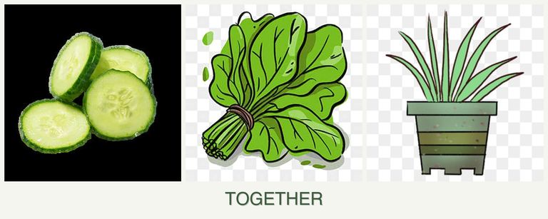 Can you plant cucumbers, spinach and lemongrass together?