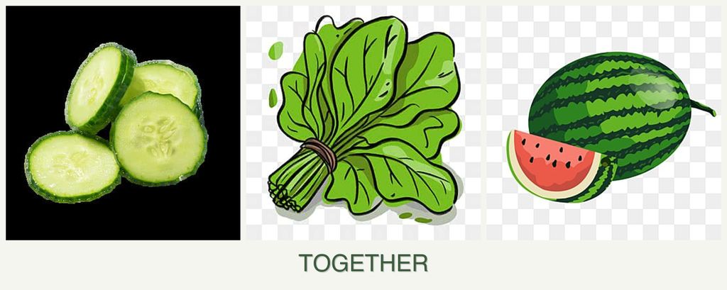 Can you plant cucumbers, spinach and melons together?