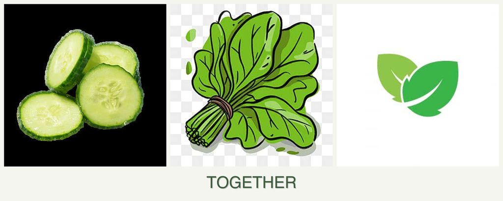 Can you plant cucumbers, spinach and mint together?