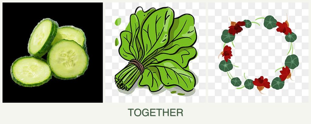 Can you plant cucumbers, spinach and nasturtiums together?