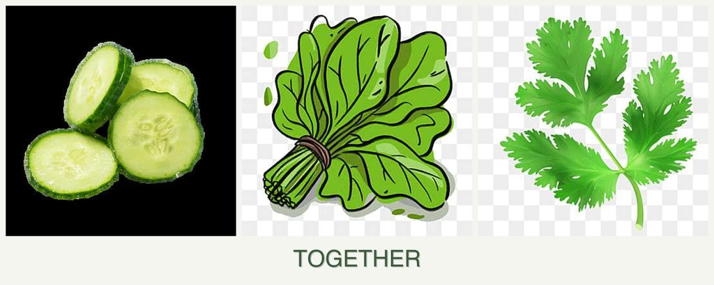 Can you plant cucumbers, spinach and parsley together?