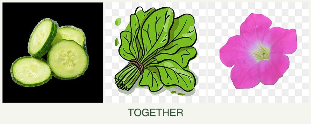 Can you plant cucumbers, spinach and petunias together?