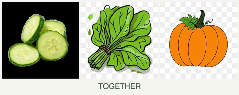 Can you plant cucumbers, spinach and pumpkin together?