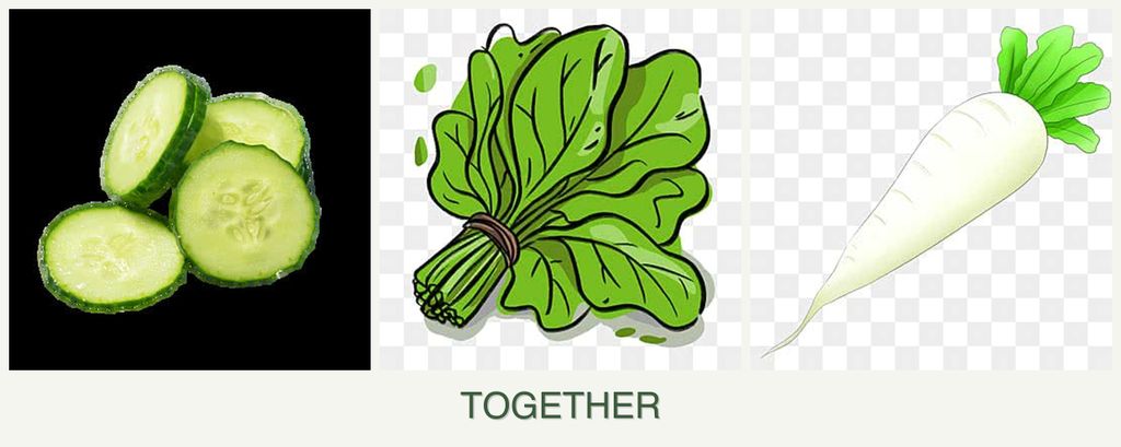 Can you plant cucumbers, spinach and radishes together?