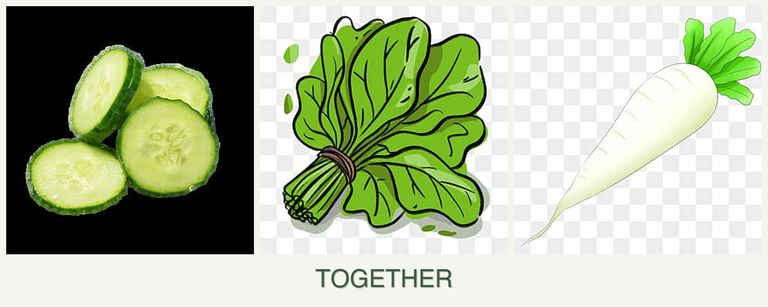 Can you plant cucumbers, spinach and radishes together?