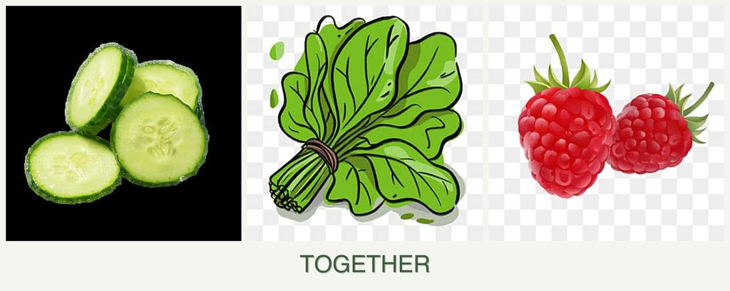 Can you plant cucumbers, spinach and raspberries together?
