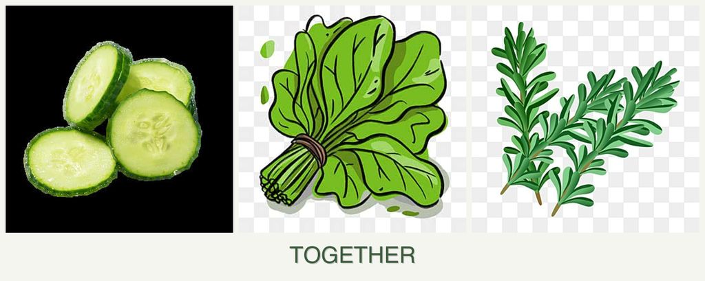 Can you plant cucumbers, spinach and rosemary together?